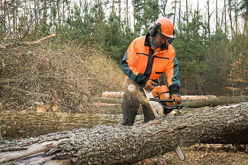 Chainsaw Certificate Guide